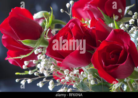 Bouquet of red roses and white Baby`s Breath. Stock Photo